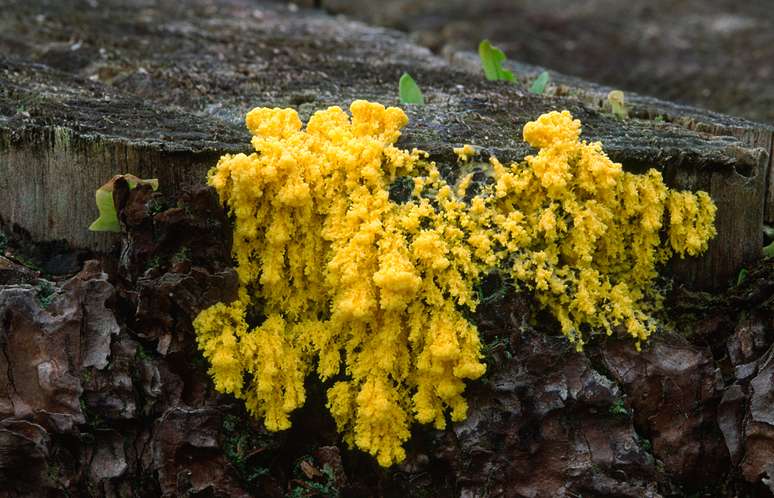 Uma criatura amarela que mora na floresta e não tem cérebro, mas é capaz de pensar