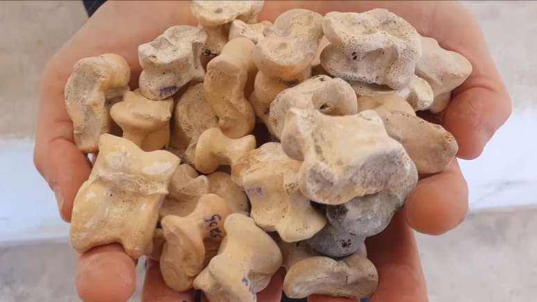 Foram 600 dados de "juntas" encontrados -- em sua maioria, ossos de ovelhas e cabras