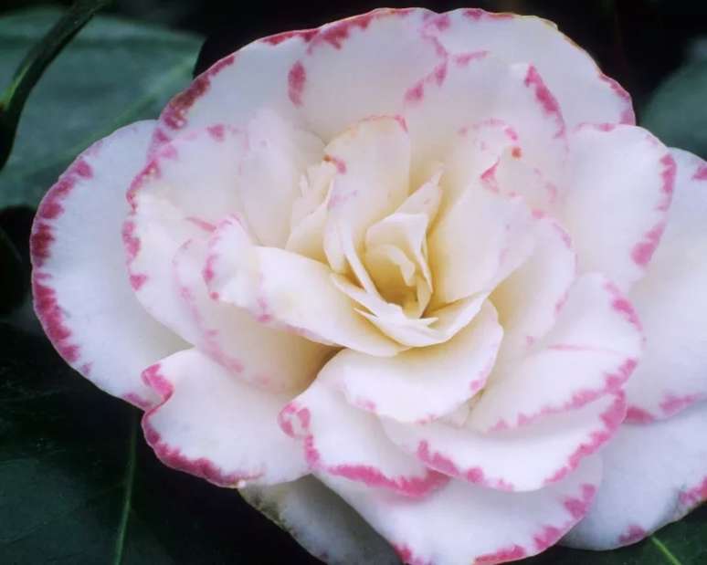 Cam&eacute;lia japonica 'margaret davis'