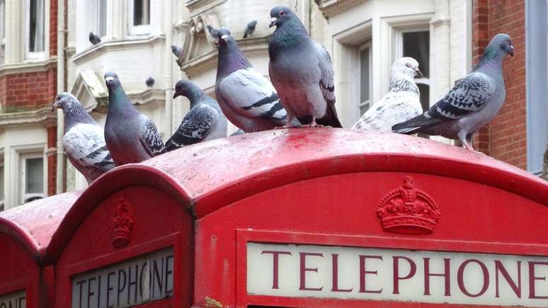 Um grupo de pombos sobre uma cabine telefônica em Londres