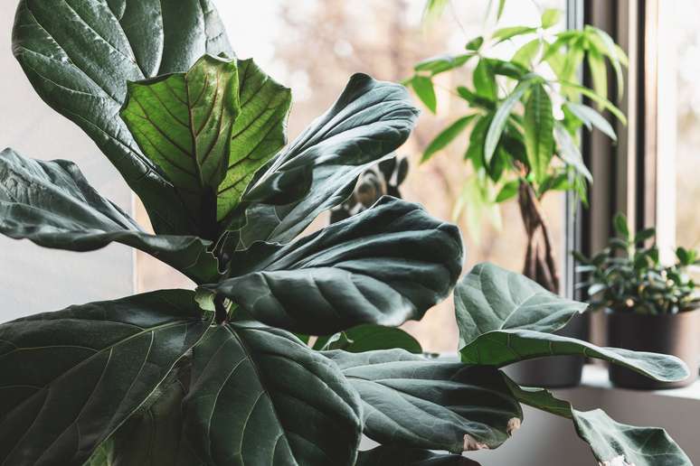 10 Plantas de interior que podem iluminar até os cantos mais