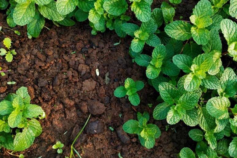 4. Como plantar muda de hortelã diretamente no solo do jardim. Fonte: Vecteezy