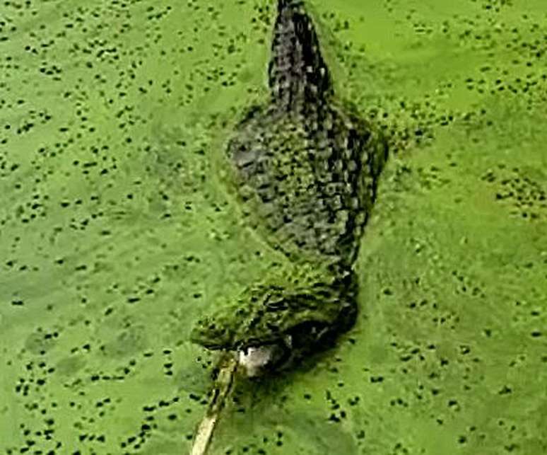 Fã do traficante colombiano Pablo Escobar, Gordo criou um zoológico em uma de suas propriedades, com animais silvestres e selvagens, entre eles, um jacaré