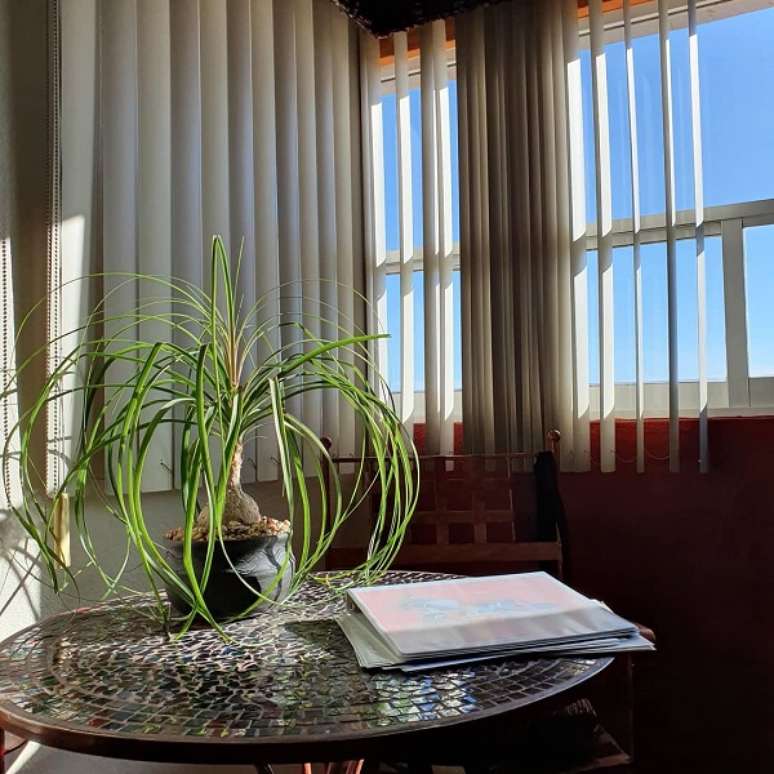 56. Vaso de planta pata de elefante – Foto Edgar Oliver