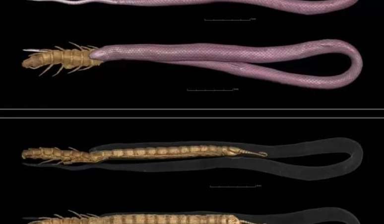 Tomografia computadorizada mostrou que a centopeia gigante tinha um terço do tamanho da cobra, o que pode ter a asfixiado