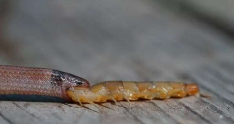 A cobra Tantilla oolitica com parte do corpo da centopeia gigante na boca