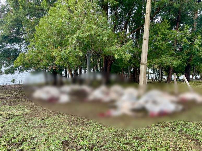 Gado estava dormindo quando foi atingido