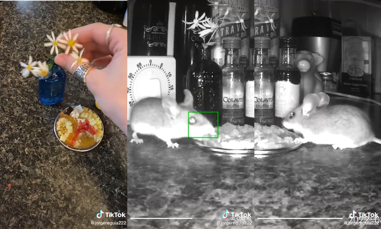 Ratinho ganha banquete em vídeo do TikTok