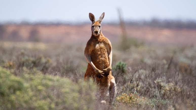 Os ataques de cangurus são raros na Austrália