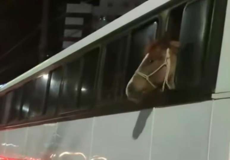 Cavalo é flagrado 'viajando' de ônibus em SC