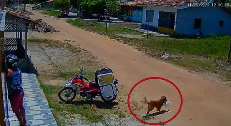 Cachorro furtando pedido de motoboy