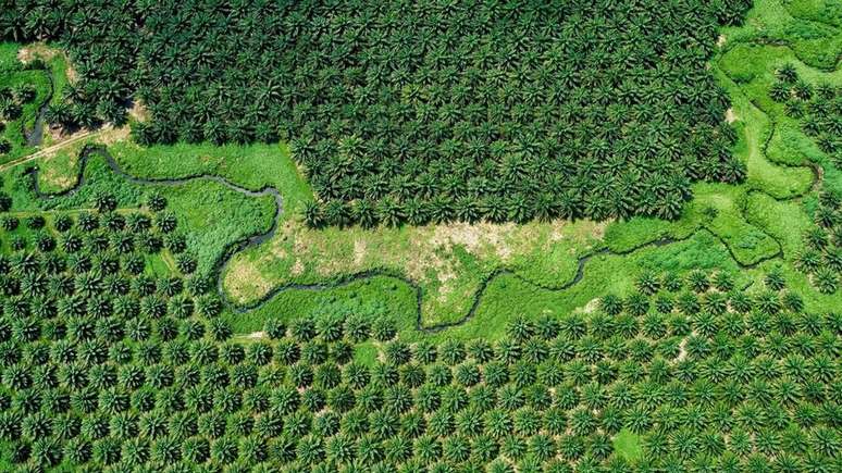 A primeira palmeira de óleo foi plantada na Malásia em 1870. Hoje as plantas cobrem cerca de 5,9 milhões de hectares de terra no país