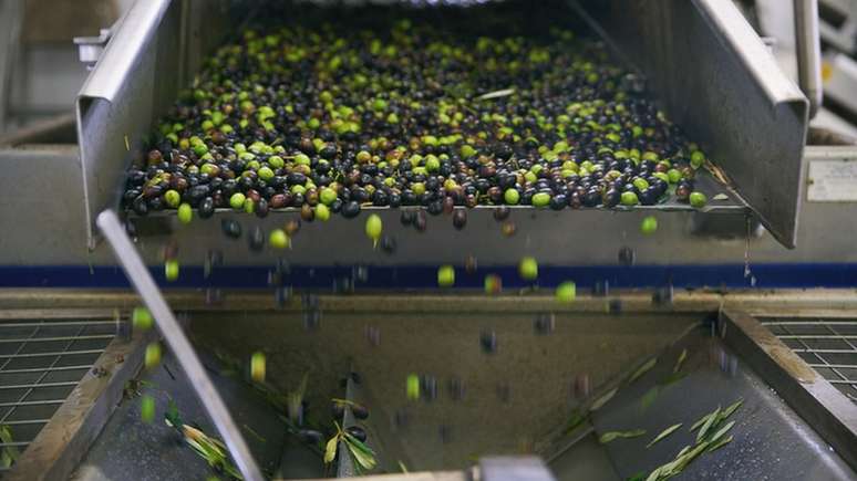 Produ&ccedil;&atilde;o de azeite extravirgem usa apenas processos mec&acirc;nicos e extrai o &oacute;leo mais nobre da azeitona