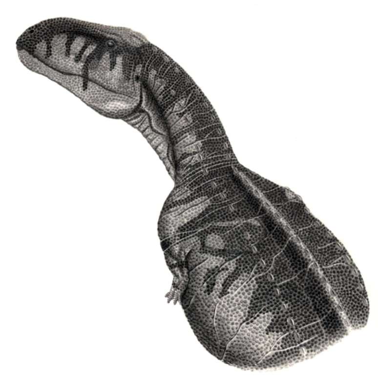 Fóssil de dinossauro de 110 milhões de anos, contrabandeado para