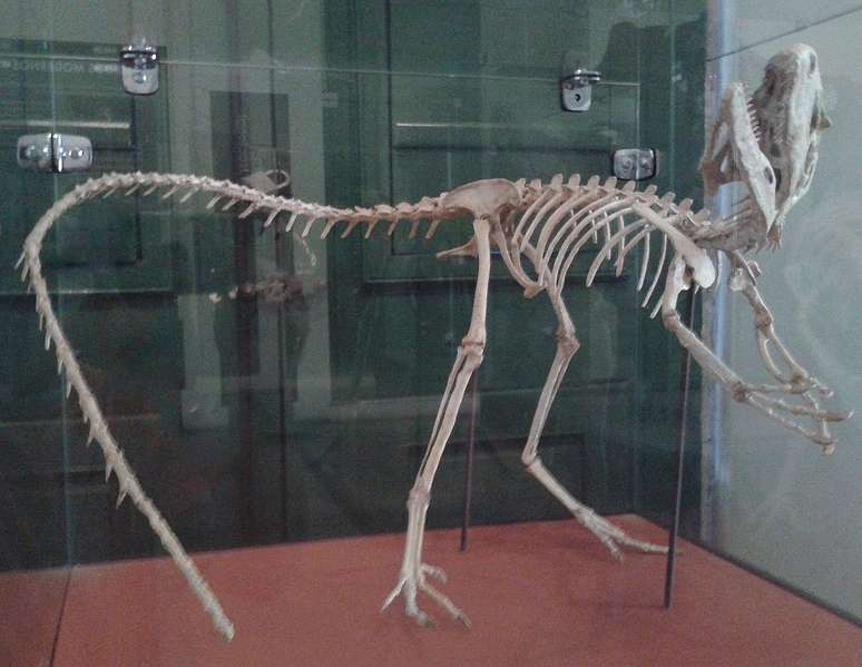 Esqueleto de Santanaraptor, no Museu Nacional