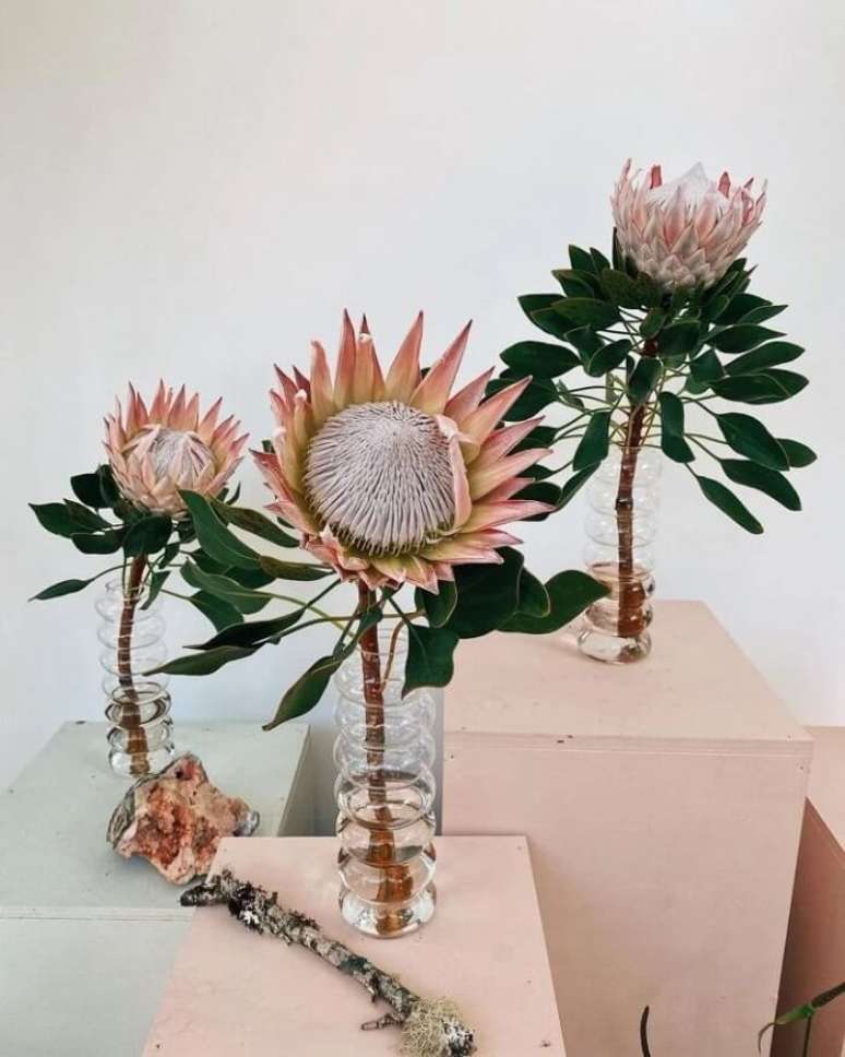 23. Proteas: beleza exuberante e com enorme potencial ornamental. Fonte: Flo Atelier Botânico