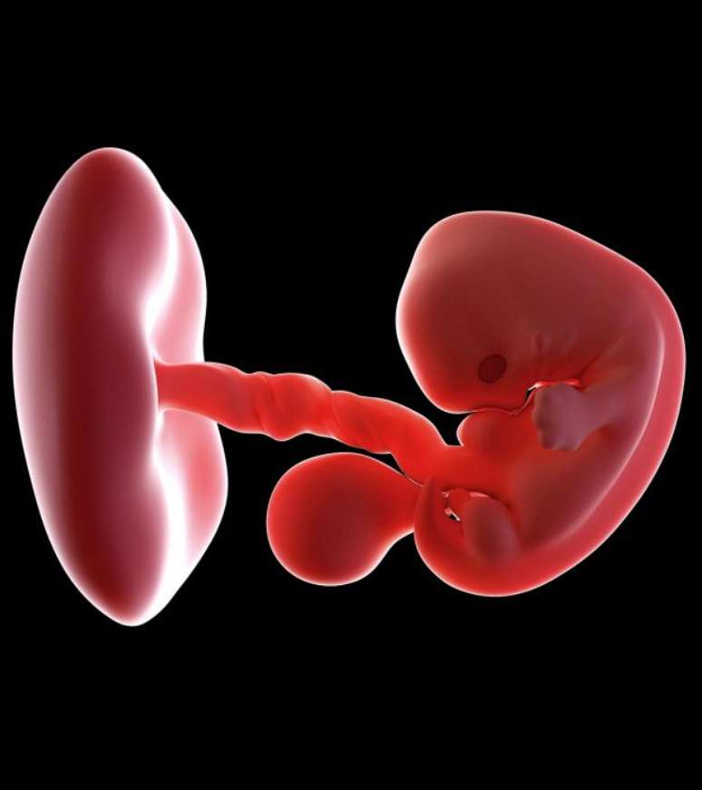 7 semanas de gravidez: como está o seu bebê?
