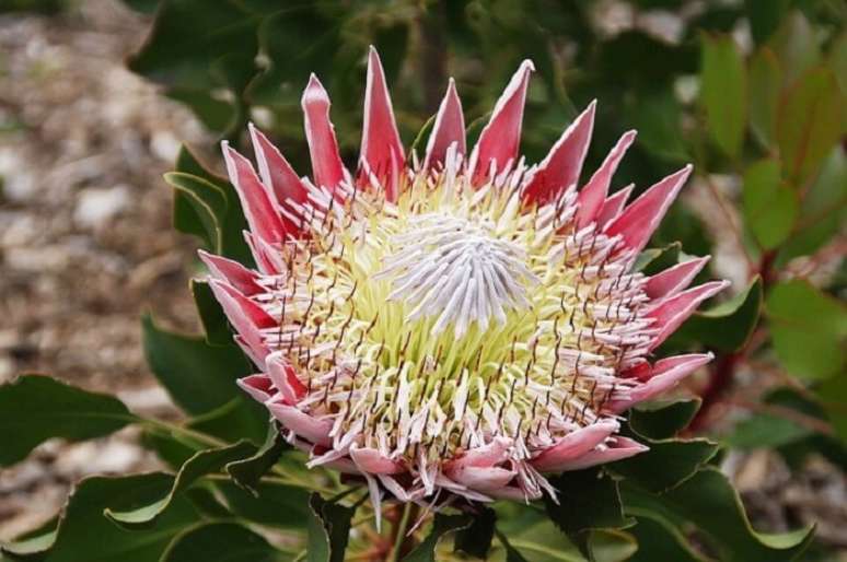 2. As proteas são donas de uma beleza exótica. Fonte: Cantinho Verde