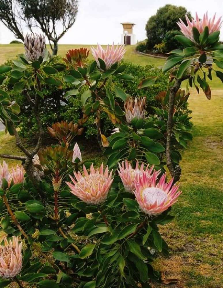 6. As proteas representam transformação, coragem e esperança. Fonte: Flickr
