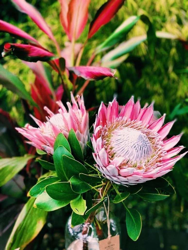 3. As proteas são flores exóticas que se destacam no jardim. Fonte: Lar Life