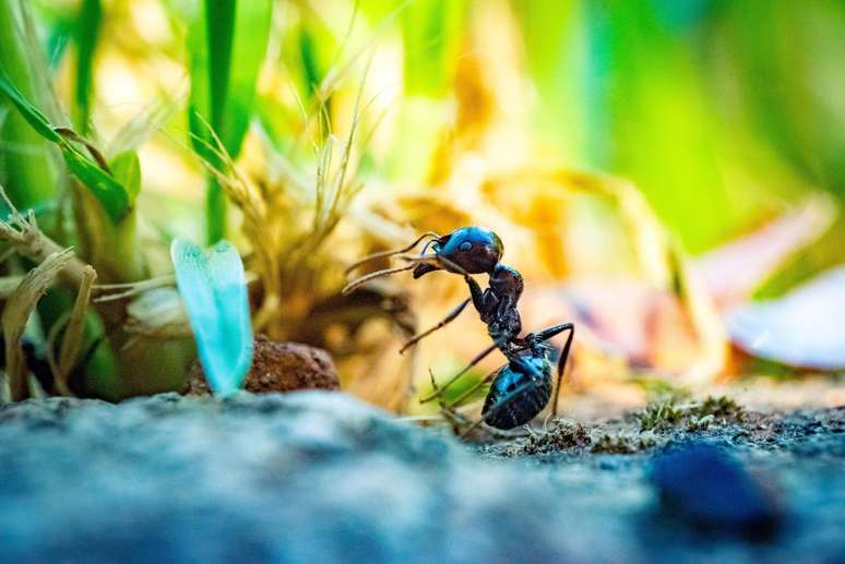 Existem cerca de 20 quatrilhões de formigas no planeta, segundo estudo da Universidade de Hong Kong