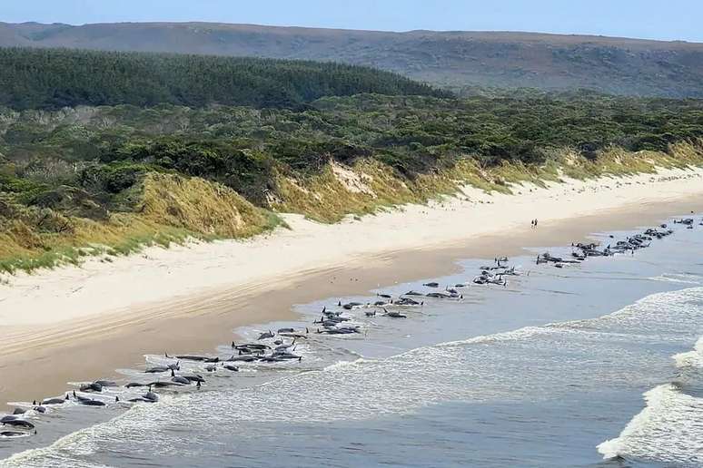 Vista aérea das baleias atracadas na costa da Tasmânia, na Austrália