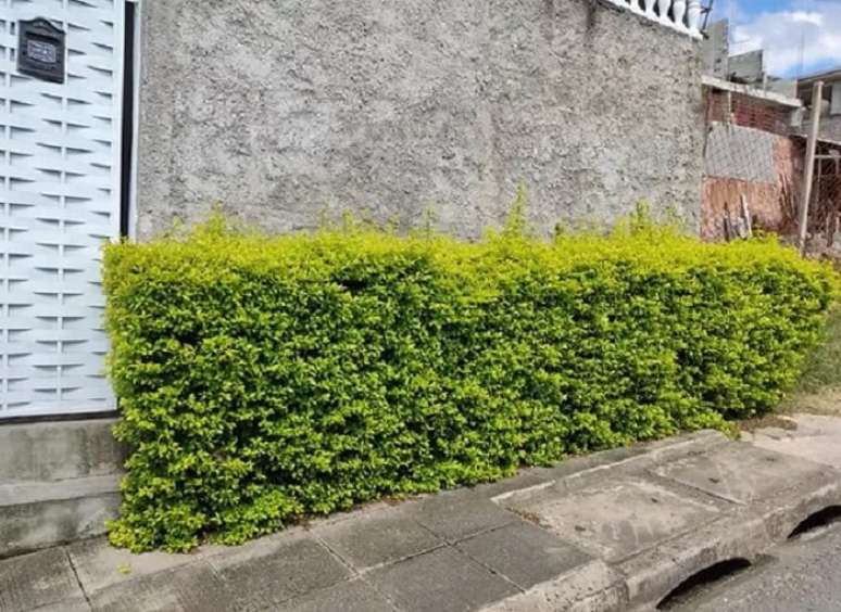 16. Plantas para canteiro de muro externo: o pingo de ouro possui uma folhagem densa na colora&ccedil;&atilde;o amarelo esverdeado. Fonte: S&iacute;tio Flora Sol