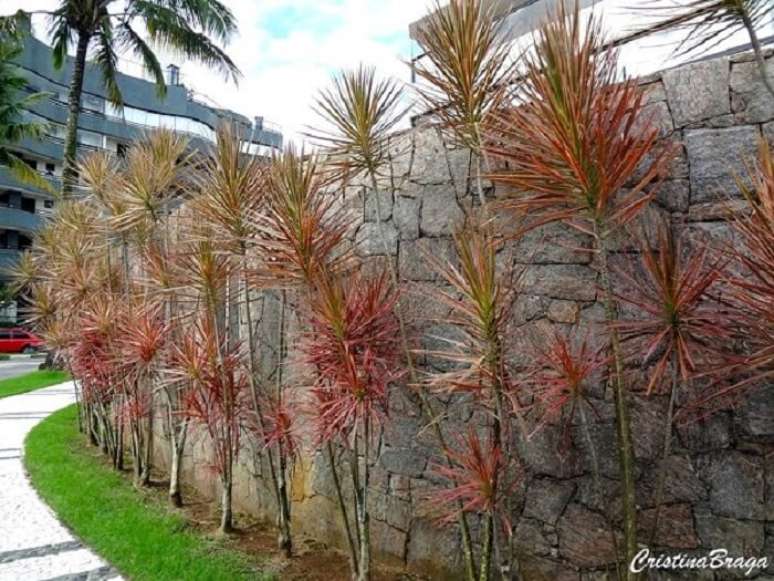 10. Plantas para canteiro de muro: a Dracena de Madagascar n&atilde;o passa despercebida como um canteiro de muro para plantas. Fonte: Cristina Braga