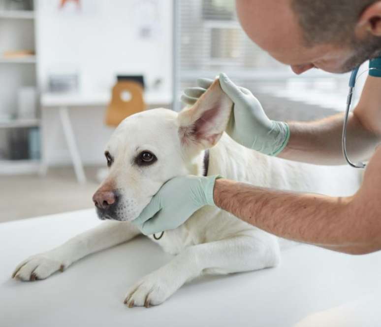 Ao desconfiar que o seu animal tem perda sensorial, consulte um veterinário — Shutterstock
