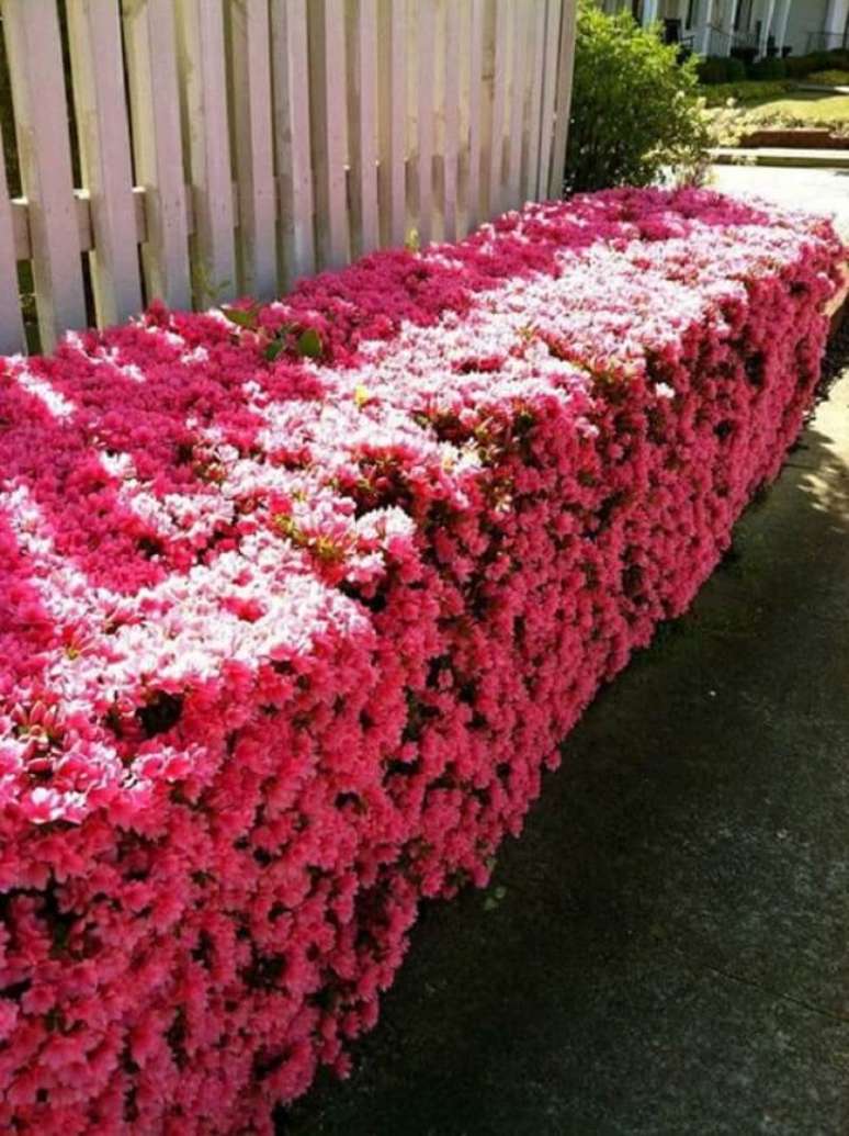 6. Plantas para canteiro de muro: a azaleia precisa de pelo menos 4 horas de sol direto. Fonte: Constance Zahn