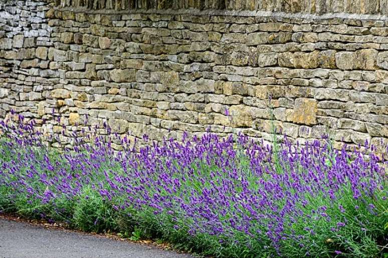 14. Plantas para canteiros de muro: &eacute; dif&iacute;cil n&atilde;o se encantar com o cultivo de lavandas. Fonte: iStock