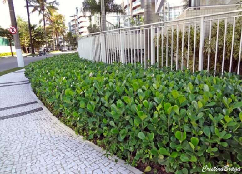 9. Plantas para canteiro de muro: a clusia possui folhagem verde brilhante em formato de gota. Fonte: Cristina Braga