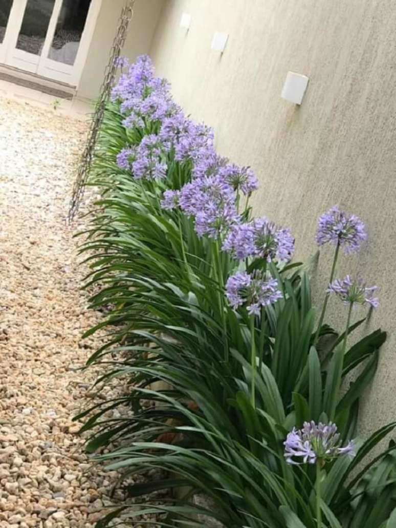 2. Plantas para canteiros de muro: os agapantos surgem no final da primavera e in&iacute;cio do ver&atilde;o. Fonte: Doce Obra