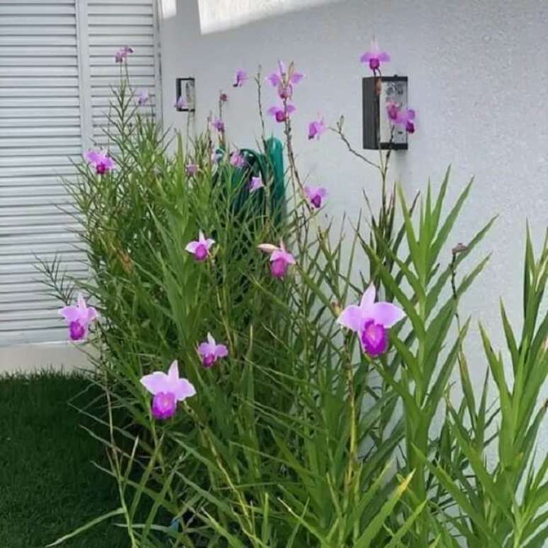 12. Ideias de plantas para canteiro de muro: flora&ccedil;&atilde;o linda do jardim com orqu&iacute;dea bambu. Fonte: Minhas Plantas