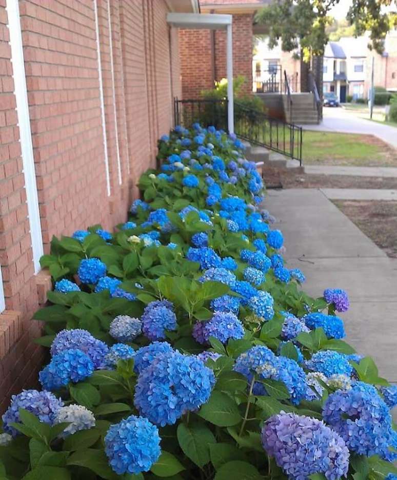 13. Plantas para canteiro de muro: a hort&ecirc;nsia pode atingir de 1 a 2,5 metros de altura e n&atilde;o passa despercebida como um canteiro de muro para plantas. Fonte: Dep&oacute;sito Santa Mariah