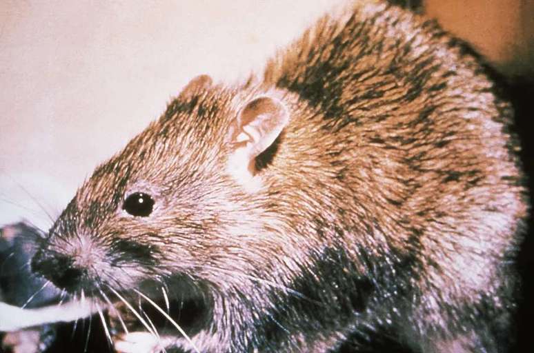 Estudando o cérebro dos ratos, foi notado que a proteína PRDM2, quando em falta, é responsável pela ansiedade e vício em entorpecentes (Imagem: CDC/Divulgação))
