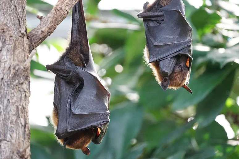  A covid-19 foi passada de morcegos para humanos (Imagem: Simon Berstecher/Pixabay)