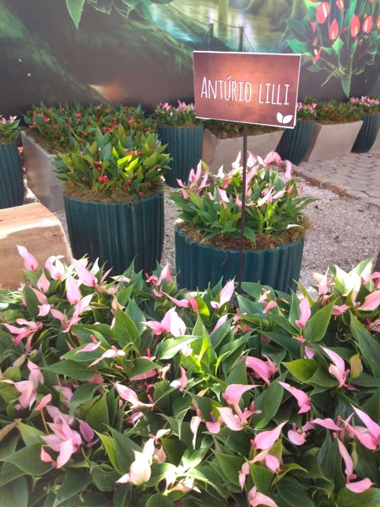 1. Ant&uacute;rio Lilli faz parte da lista de lan&ccedil;amentos de flores e plantas ornamentais. Foto: Nathalia Inson