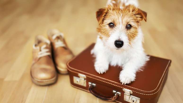 Viajar com pets eleição