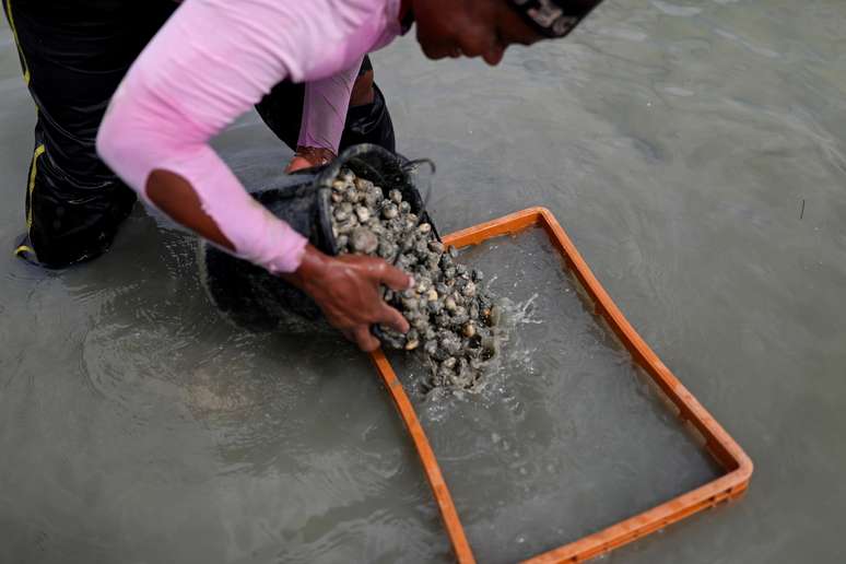 A tarde, as mulheres se reúnem para raspar a carne dos caranguejos e amêijoas pescadas naquele dia.