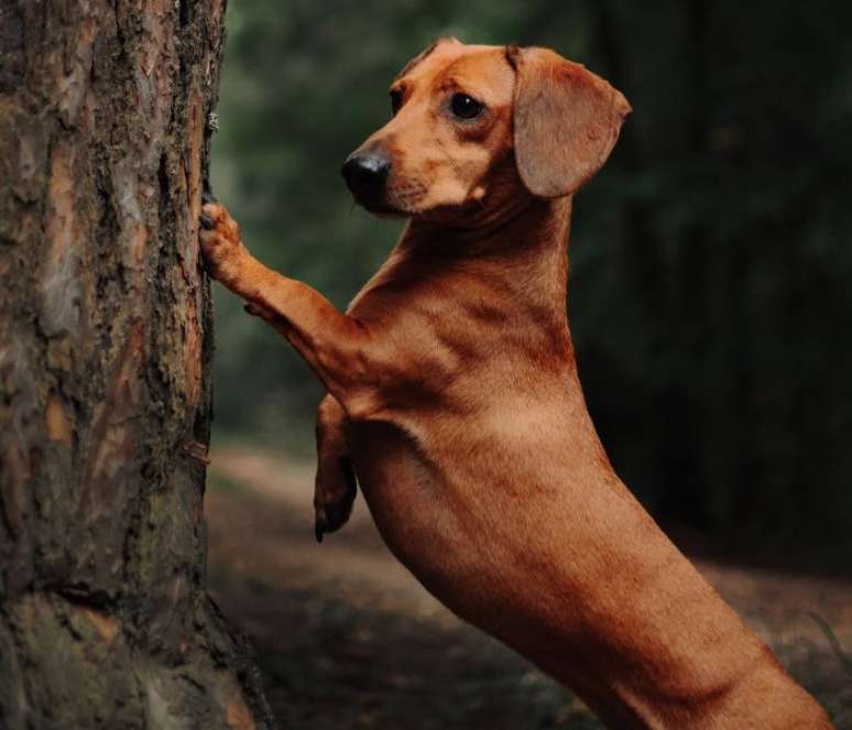 Algumas raças de cães têm mais probabilidade de desenvolver a hérnia de disco —