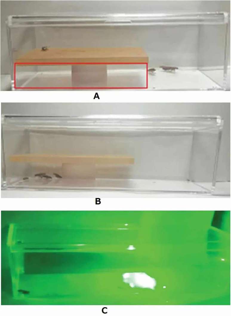 Demostração de como o laser pode ser usado para identificar e eliminar baratas (Imagem: Reprodução/Heriot-Watt University)