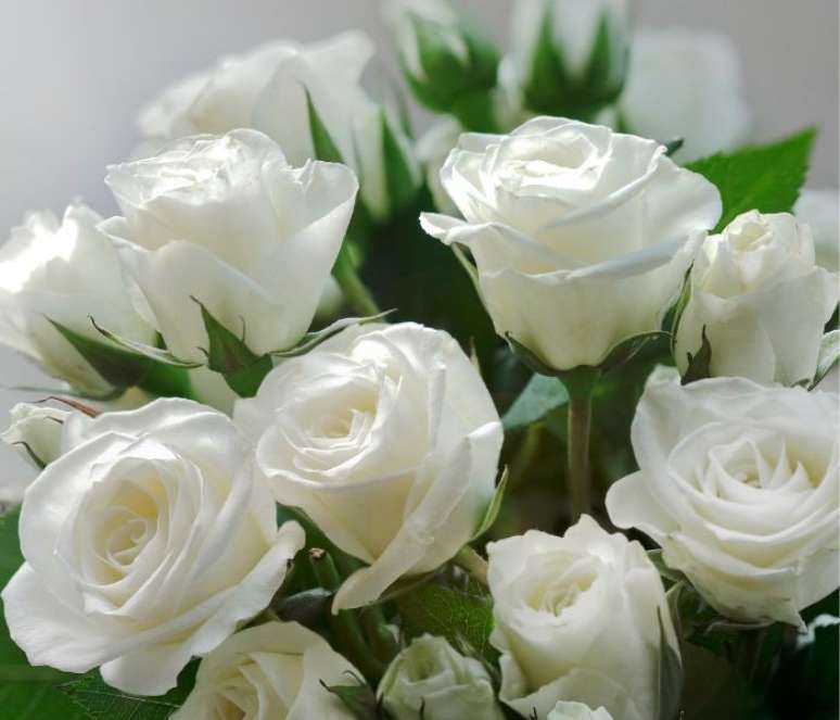 Receita com rosas brancas pode ser usada para esfoliar a pele –
