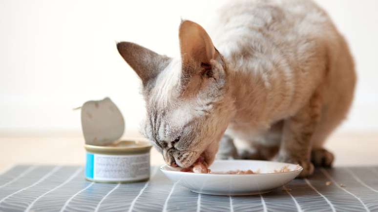 Comida de verdade enlatada pets