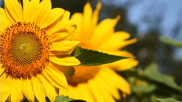 Saiba quais são as flores dos signos do elemento fogo –