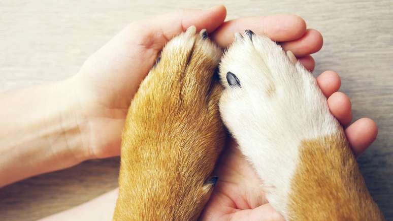 Dia mundial dos animais