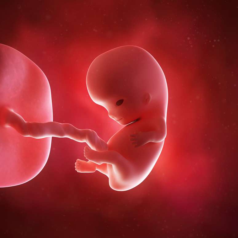 9 semanas de gravidez: desenvolvimento do bebê