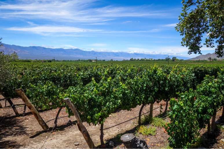 Plantação de uvas em Cafayate – Argentina 