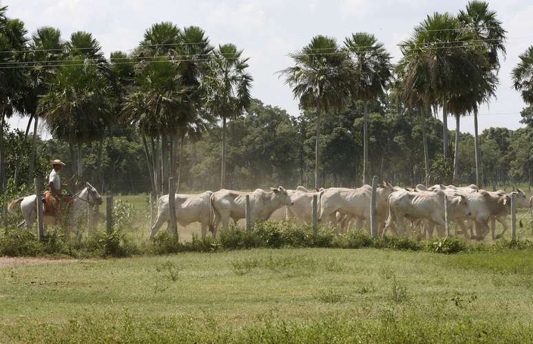 Um vaqueiro conduz o gado em uma fazenda no Pantanal, perto da cidade de Corumb&aacute;, em 2009