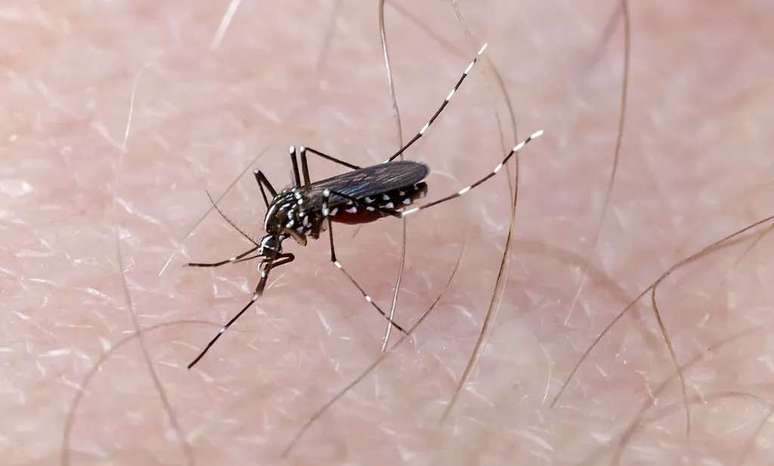 Cientistas produziram nova vacina contra a dengue